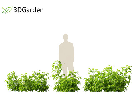 Solanum lycopersicum - Tomato Model 3D
