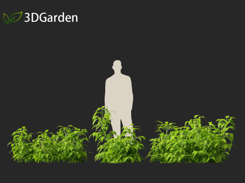 Solanum lycopersicum - Tomato Model 3D