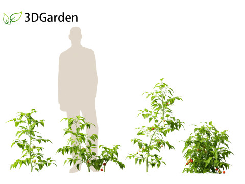 Solanum lycopersicum - Tomato Model 3D