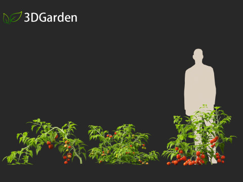 Solanum lycopersicum - Tomato Model 3D