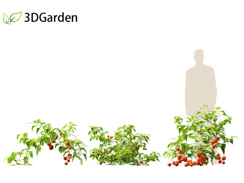 Solanum lycopersicum - Tomato Model 3D