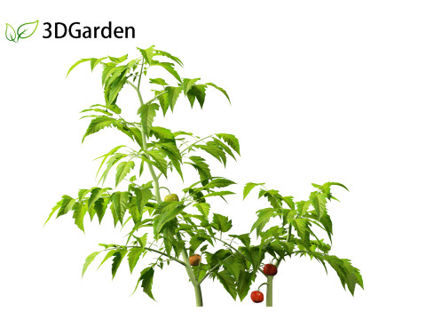 Solanum lycopersicum - Tomato Model 3D