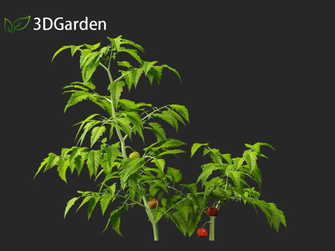 Solanum lycopersicum - Tomato Model 3D
