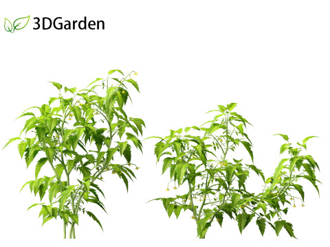 Solanum lycopersicum - Tomato Model 3D