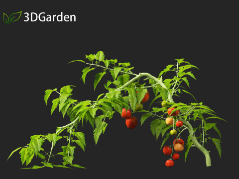 Solanum lycopersicum - Tomato Model 3D
