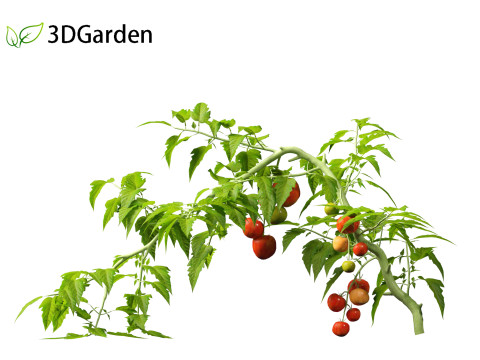 Solanum lycopersicum - Tomato Model 3D