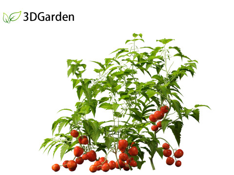 Solanum lycopersicum - Tomato Model 3D