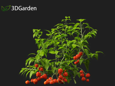 Solanum lycopersicum - Tomato 3D Model