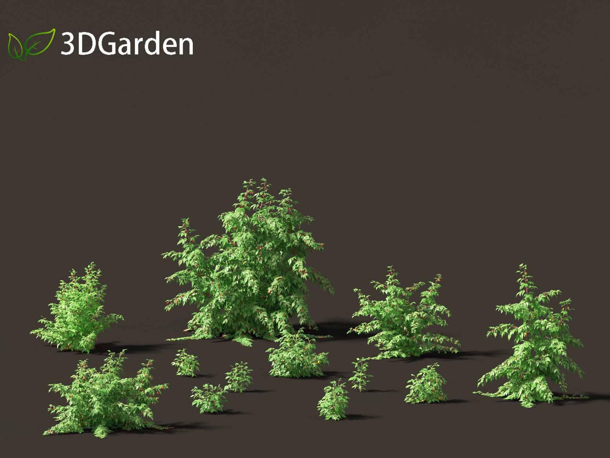 Rubus idaeus - Red raspberry 3D Model .c4d .max .obj .3ds .fbx .stl .blend 