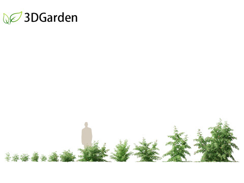 Rubus idaeus - Red raspberry 3D Model