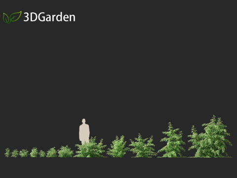 Rubus idaeus - Red raspberry 3D Model
