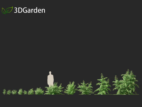 Rubus idaeus - Red raspberry 3D Model