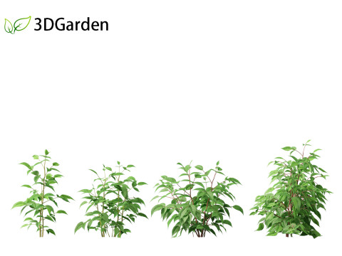 Rubus idaeus - Red raspberry 3D Model