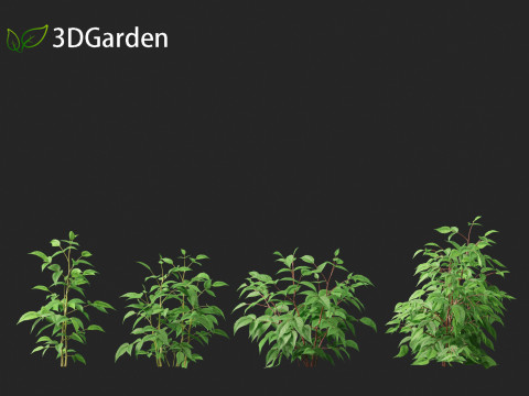 Rubus idaeus - Red raspberry 3D Model