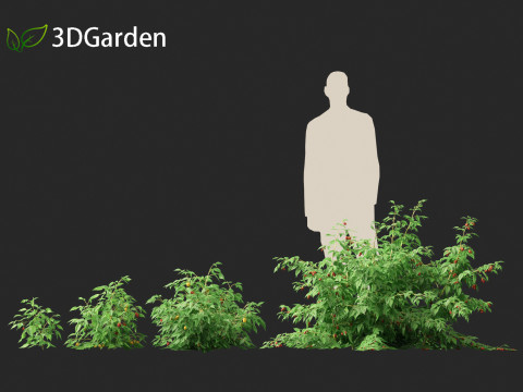 Rubus idaeus - Red raspberry 3D Model