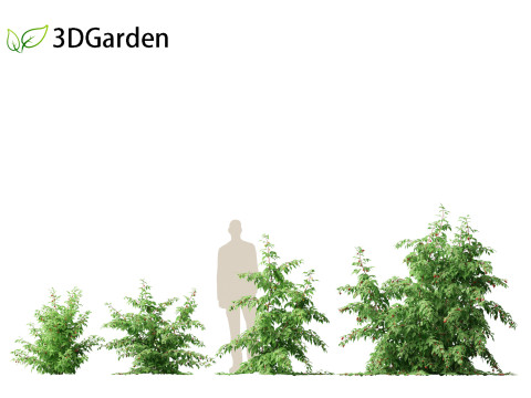 Rubus idaeus - Red raspberry 3D Model