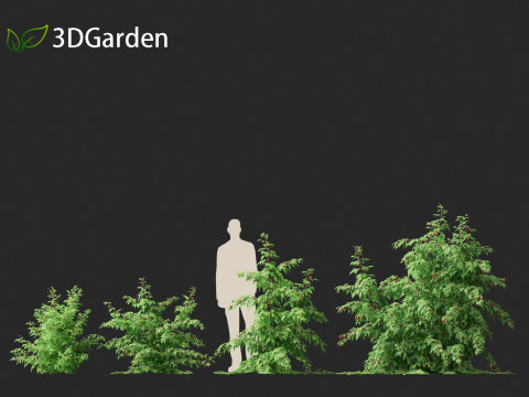 Rubus idaeus - Red raspberry 3D Model