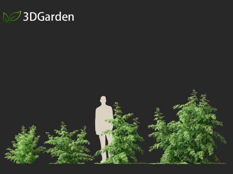 Rubus idaeus - Red raspberry 3D Model
