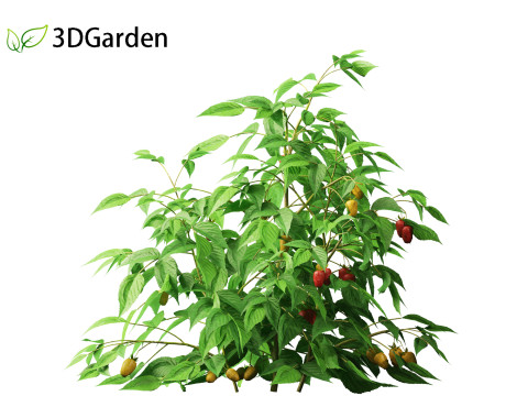 Rubus idaeus - Red raspberry 3D Model