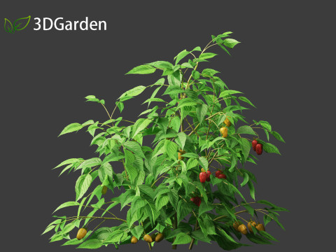 Rubus idaeus - Red raspberry 3D Model