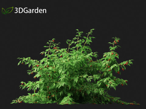 Rubus idaeus - Red raspberry 3D Model