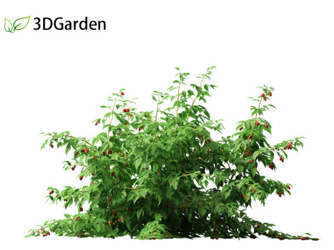 Rubus idaeus - Red raspberry 3D Model