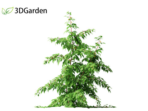 Rubus idaeus - Red raspberry 3D Model
