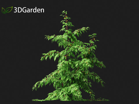 Rubus idaeus - Red raspberry 3D Model