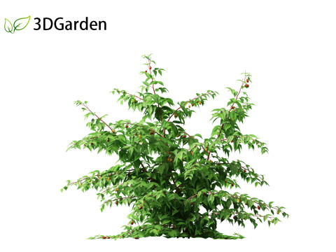 Rubus idaeus - Red raspberry 3D Model
