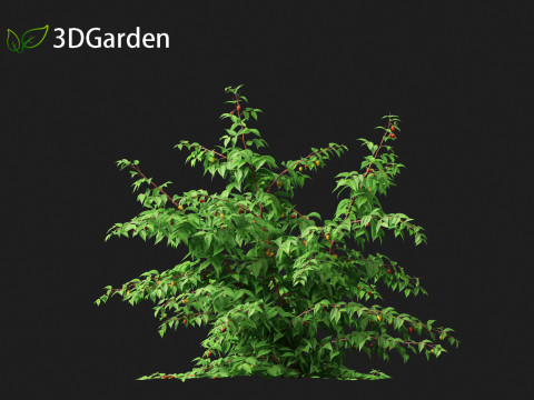 Rubus idaeus - Red raspberry 3D Model