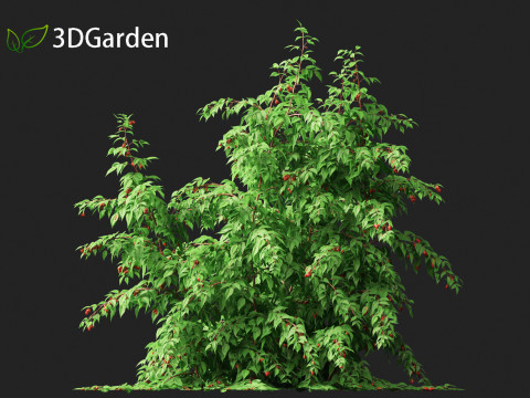Rubus idaeus - Red raspberry 3D Model