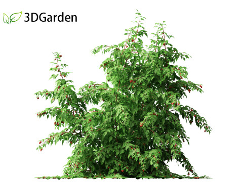 Rubus idaeus - Red raspberry 3D Model