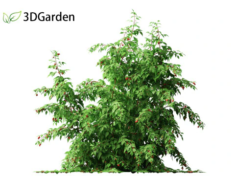 Rubus idaeus - Red raspberry 3D Model