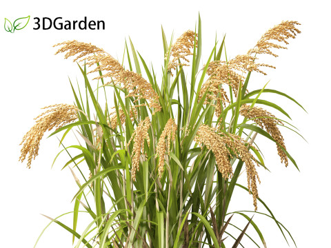 Oryza sativa - Rice Modelo 3D