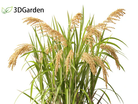 Oryza sativa - Rice 3D Model