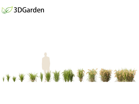 Oryza sativa - Rice Modelo 3D