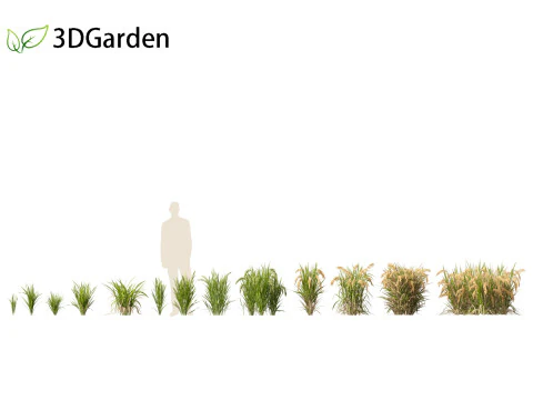 Oryza sativa - Rice 3D Model