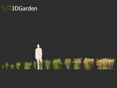 Oryza sativa - Rice 3D Model