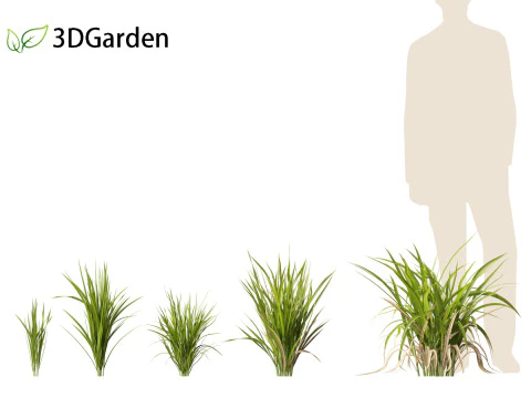Oryza sativa - Rice 3D Model