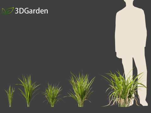 Oryza sativa - Rice Modelo 3D