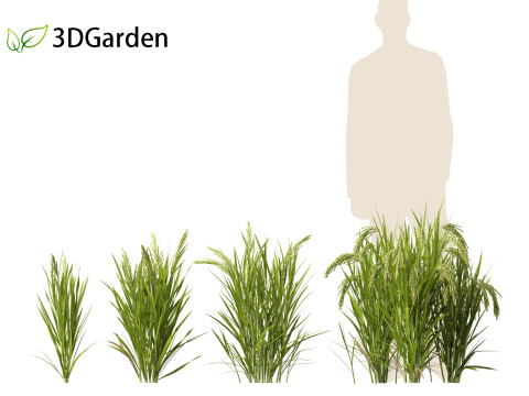 Oryza sativa - Rice Modelo 3D