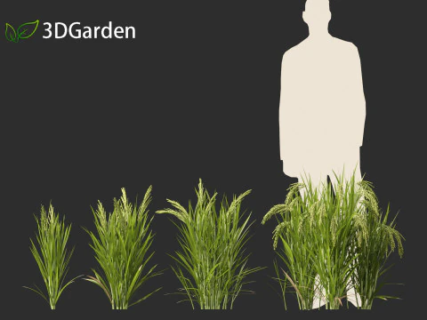 Oryza sativa - Rice 3D Model