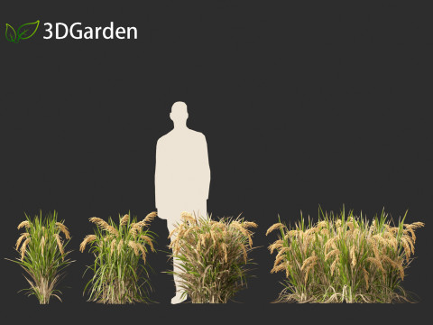 Oryza sativa - Rice Modelo 3D