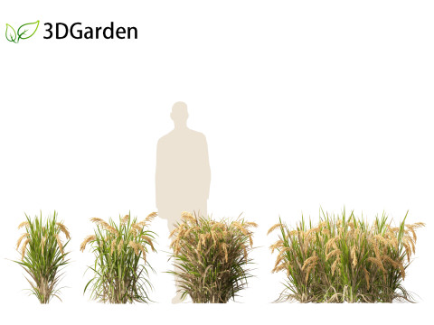 Oryza sativa - Rice Modelo 3D
