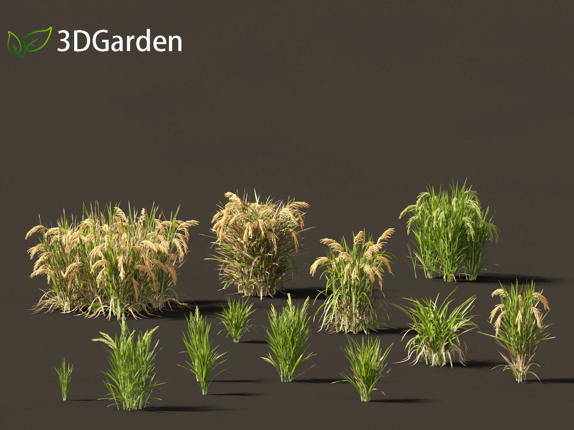 Oryza sativa - Rice 3D Model .c4d .max .obj .3ds .fbx .stl .blend
