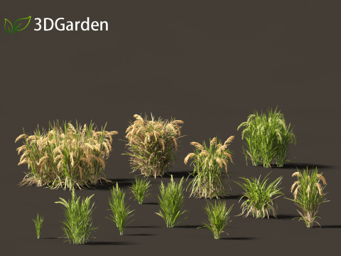 Oryza sativa - Rice 3D-Modell