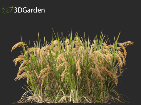 Oryza sativa - Rice Modelo 3D