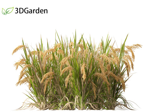 Oryza sativa - Rice Modelo 3D