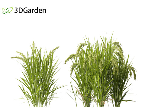 Oryza sativa - Rice Modelo 3D