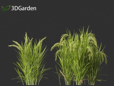 Oryza sativa - Rice Modelo 3D